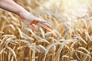 Hand touching golden wheat