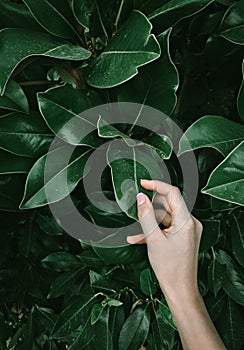 Hand touching green leaves