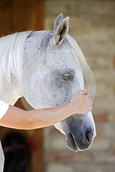 Hand touching horse head