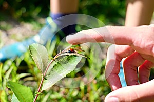 Hand touching a ladybird on a leaf