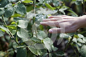 Hand touching a leaf with water drops