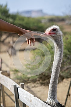 Hand touching ostrich