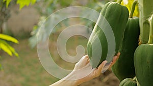 Hand touching papaya fruit