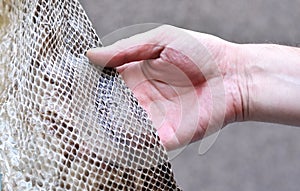 Hand touching a Python Snake skin