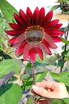 Hand Touching a Red Sunflower Blossoming in the Garden