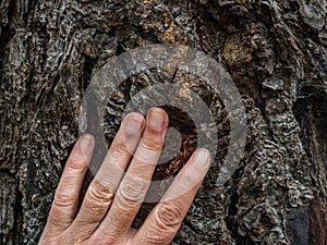 Hand touching a tree, Feel nature concept