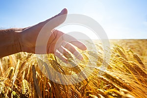 Hand touching wheat ears in a golden field