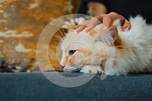 A hand touching yellow color ragdoll, on sofa, the cat is sleepy