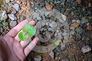 Hand touching young green centella asiatica plant top-view in ground stone and soft sunlight blurred background at outdoor garden