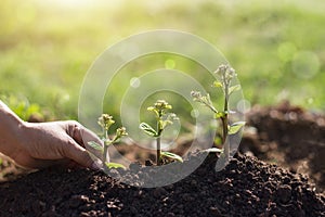 Hand touching young plants growing on green nature  background,  ,Earth Day, new life growth ecology and business financial