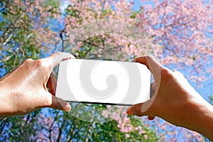 Hand of tourist holding mobile smart phone taking photo with Wild Himalayan cherry flower