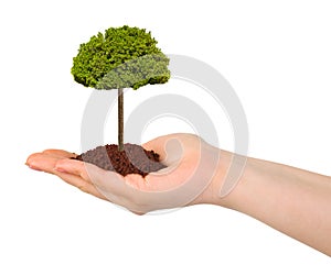 Hand and tree