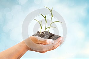 Hand and tree with business success concept photo