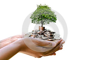 Hand tree Coin Isolate hand Coin tree The tree grows on the pile. Saving money for the future. Investment Ideas and Business Growt