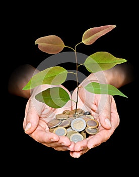 Hand with tree growing from pile of coins photo