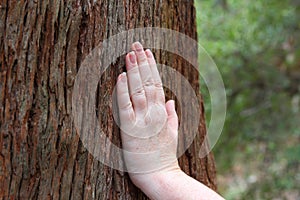 Hand on tree trunk