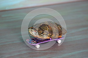 Hand turtle is riding a skateboard.