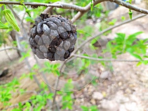 Hand under black dry of sugar apple in dry season photo