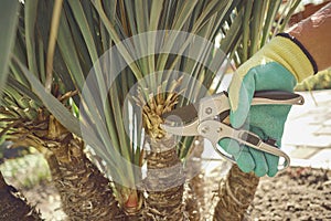 Hand of unrecognizable grower in colorful glove is clipping green yucca or small palm tree with pruning shears in sunny