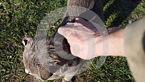 hand of an unrecognizable man stroking an old gray cat