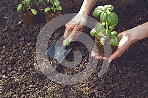 Hand of unrecognizable woman is using small garden shovel, holding green basil sprout or plant in soil. Ready for