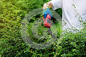 Hand using  cordless electric hedge cutting and trimming plant in garden at home