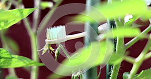 Hand using electrical vibrating toothbrush to mimic bees to manual pollinate tomato flowers