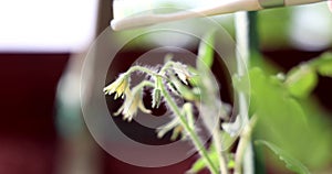 Hand using electrical vibrating toothbrush to mimic bees to manual pollinate tomato flowers