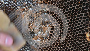 Hand using a knife to clog honeycombs with honey in a frame. Beekeeper Unseal Honeycomb.