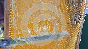 Hand using a knife to clog honeycombs with honey in a frame. Beekeeper Unseal Honeycomb.