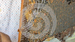 Hand using a knife to clog honeycombs with honey in a frame. Beekeeper Unseal Honeycomb.