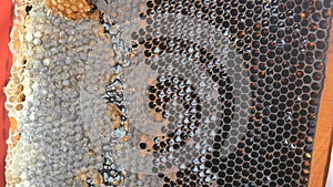 Hand using a knife to clog honeycombs with honey in a frame. Beekeeper Unseal Honeycomb.