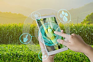 Hand using mobile phone inspecting young green corn field in agriculture garden and light shines sunset