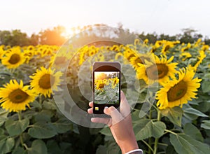 Hand using phone taking photo beauty sunflower field photo