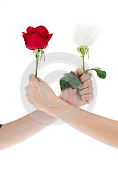 Hand using red rose and white rose to make an arm wrestle