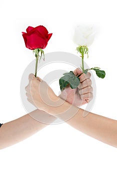 Hand using red rose and white rose to make an arm wrestle photo