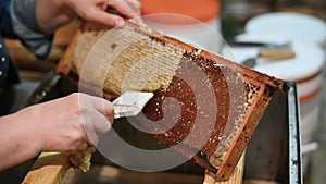 Hand using a scraper to clog honeycombs with honey in a frame. Beekeeper Unseal Honeycomb.