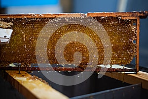 Hand using a scraper to clog honeycombs with honey in a frame. Beekeeper Unseal Honeycomb.