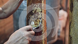 Hand using a scraper to clog honeycombs with honey in a frame. Beekeeper Unseal Honeycomb.