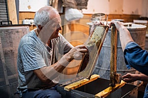 Hand using a scraper to clog honeycombs with honey in a frame. Beekeeper Unseal Honeycomb.