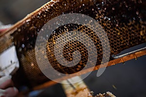 Hand using a scraper to clog honeycombs with honey in a frame. Beekeeper Unseal Honeycomb.