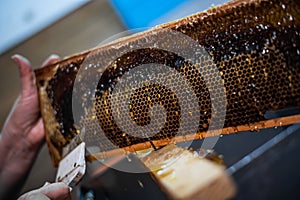 Hand using a scraper to clog honeycombs with honey in a frame. Beekeeper Unseal Honeycomb.