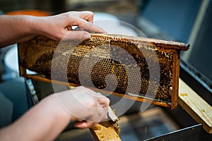 Hand using a scraper to clog honeycombs with honey in a frame. Beekeeper Unseal Honeycomb.