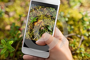 hand using smartphone to identify mushrooms