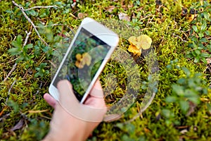 hand using smartphone to identify mushrooms