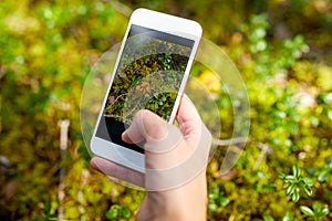 hand using smartphone to identify mushrooms