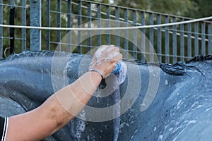 Hand Washing Horse with a Sponge after Training