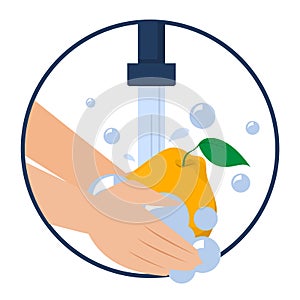 Hand washing quince vector isolated. Wash fruits