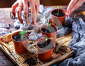 The hand water the young plants from the glass bottle. Pots with