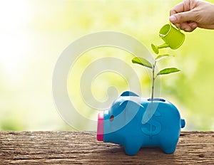 Hand and watering can, Sprout growing on colorful piggy bank on nature background